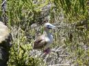 Red Footed Boobie: Red Footed Boobie at Punta Pitt